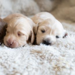 Dachshund Puppies from CTX Doxies