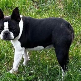 Willow - Boston Terrier