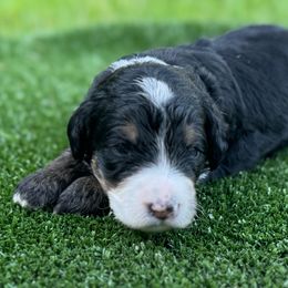 Bernedoodle Puppies from Bernedoodle Love Puppies