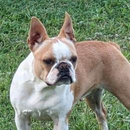 Bailey - Boston Terrier