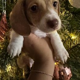 Dachshund Puppies from L & J Kennel