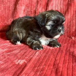 Blake - Chocolate and tan male Shih Tzu puppy in Bradley, South Carolina from Katie’s Kennel