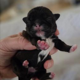 Ruby - Red and white female Shih Tzu puppy in Waynesboro, Pennsylvania from Big Win Shih Tzus