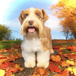 Bourbon - Miniature Schnauzer