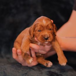 Samson - Blenheim male Cavapoo puppy in Siloam Springs, Arkansas from Kingdom Bound By Design
