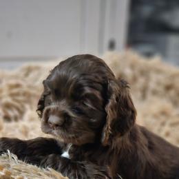 Vixen - Brown female Cocker Spaniel puppy in Bonneville County, Idaho from Dream Catcher Cockers