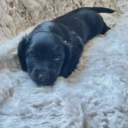 Cogsworth - Black male Dachshund puppy in Casper, Wyoming from Daisy's Doxies
