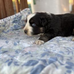 Oreo - Black tri-color female Australian Shepherd puppy in Fontana, California from J.O Family Aussies