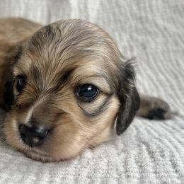 Strider - Cream male Dachshund puppy in Woodburn, Oregon from Primo Dachshunds