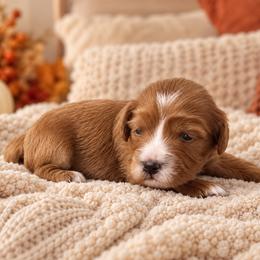 Cinnamon - Red female Cavapoo puppy in Floyd, Virginia from Hearts and Paws Poodles and Doodles