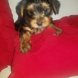 Luna - Yorkshire Terrier
