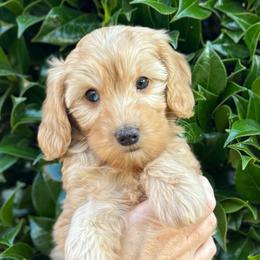 Ember - Apricot female Goldendoodle puppy in Enumclaw, Washington from Owen-a-Doodle