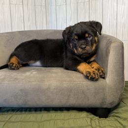 Purple girl - Black and mahogany female Rottweiler puppy in Reno, Nevada from Vom Haus Flores
