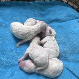 Bichon Frise puppies from Lyudmyla Loves Puppies