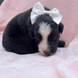 Purple collar with tail - Black tri female Miniature Australian Shepherd puppy in 32046, Florida from River Hill Ranch