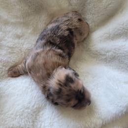 Hannah - Dapple female Dachshund puppy in Kempner, Texas from Russell Farms Dachshund