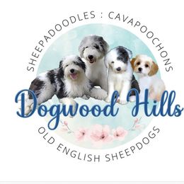 Sheepadoodle Puppies from Dogwood Hills