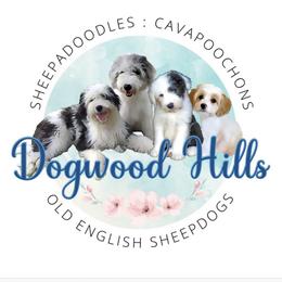 Sheepadoodle Puppies from Dogwood Hills