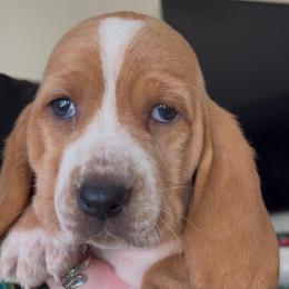 Girl 5 - Black brown and white female Basset Hound puppy in Woodruff, South Carolina from LONG EARS FARM AKC BASSET HOUNDS
