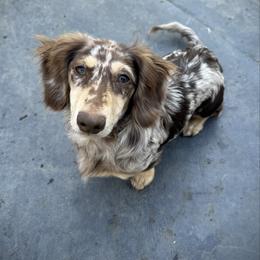 AKC Limited Cooper - Dapple male Dachshund puppy in Cherry Valley, California from Sugar and Spice Dachshunds