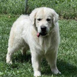 Thor - Golden Retriever