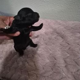 Cruz - Black male Havanese puppy in Richmond, Texas from Marcia Hamlet