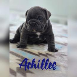 Achilles - Blue tri-color male Bulldog puppy in Buzzards Bay, Massachusetts from K&D Bulldogs