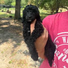 Dollop - Black female Poodle puppy in Florence County, South Carolina from Modern Family Standards
