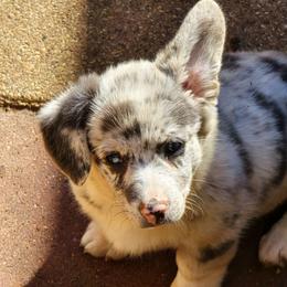 Bluie Merle - Blue merle and white female American Corgi puppy in Clovis, New Mexico from Sweet & Salty Cowdogs