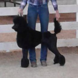 Butch - Poodle