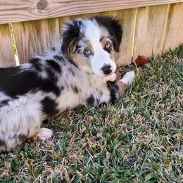 Miniature Australian Shepherds from Sweet Southern Mini Aussies