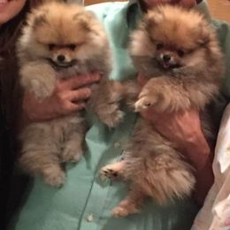 Pomeranian Puppies from Sharon's Pomeranians