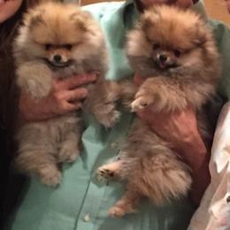Pomeranian Puppies from Sharon's Pomeranians