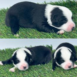 Black tri male - Black tri male Miniature Australian Shepherd puppy in Brooker, Florida from Honey, I Shrunk the Aussies