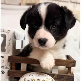 Phoebe - Black and white female Cardigan Welsh Corgi puppy in Casper, Wyoming from Flying Note Shorties