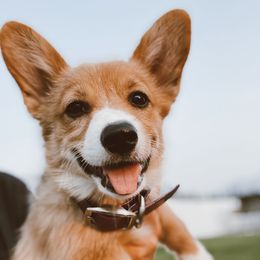 Posey - Pembroke Welsh Corgi