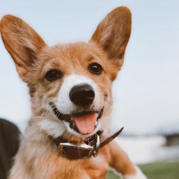Posey - Pembroke Welsh Corgi