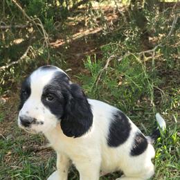 Riley - White and black male English Springer Spaniel puppy in Palisade, Colorado from Bigfoot's Kennel