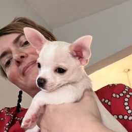 Mr. Roosevelt - Cream and white Chihuahua puppy in Indianapolis, Indiana from Puppy Miles