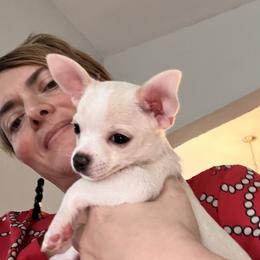 Mr. Roosevelt - Cream and white Chihuahua puppy in Indianapolis, Indiana from Puppy Miles