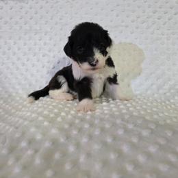 Royce - Black and white male Sheepadoodle puppy in Weatherford, Texas from Oodles of poodles and doodles