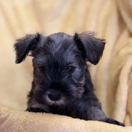 Rubble - Salt and pepper male Miniature Schnauzer puppy in Bellingham, Washington from Tiki Love Farm