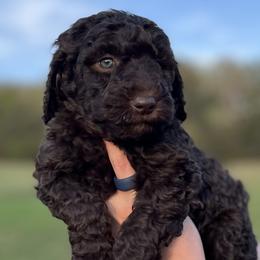 Goldendoodle Puppies from Harrington Doodles
