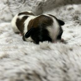 Shih Tzu Puppies from Jennifer Lopez
