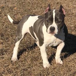 American Bully Puppies from Bolt Action Kennel