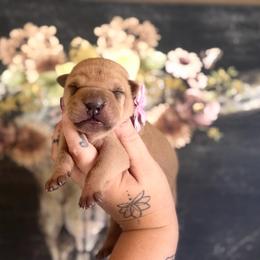 Arianna - Fawn female Chinese Shar-Pei puppy in Lehigh Acres, Florida from Florida Wrinkles