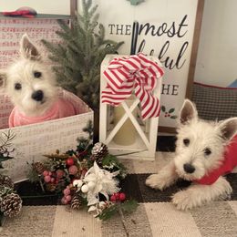 West Highland White Terrier Puppies from Bountiful Westies of West Michigan