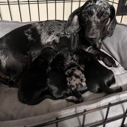 Olivia - Dachshund