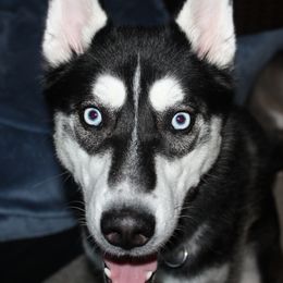 Duke - Siberian Husky