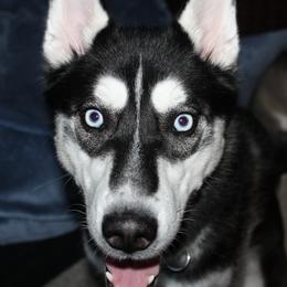 Duke - Siberian Husky